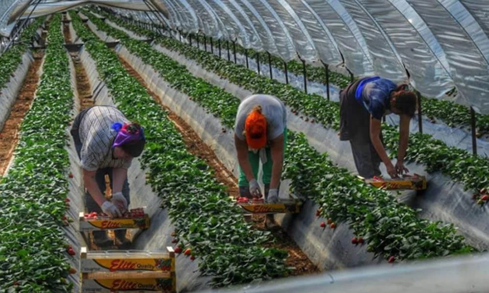 Συμφωνία Ελλάδας- Αλβανίας για εποχική εργασία - Πόσα θα παίρνουν την ημέρα